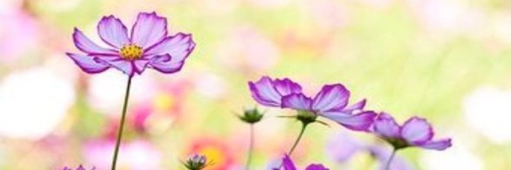 SilviaRodrig88's profile banner image