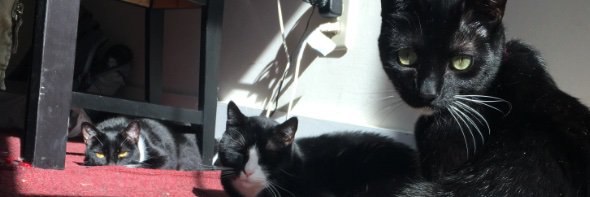 Evan Goldstein banner