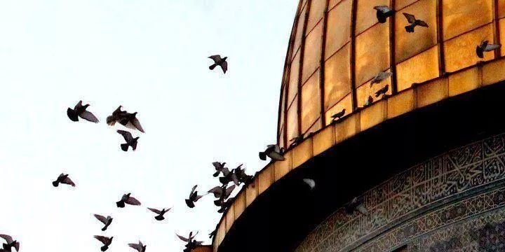 Hegazia Alnaqlah banner