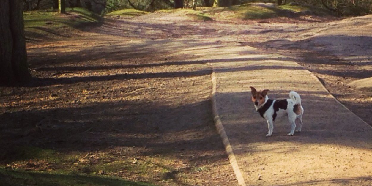 HenrysDogTweets's profile banner image