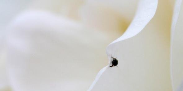 Liverpool Naturopath banner