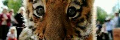 Pipical's profile banner image