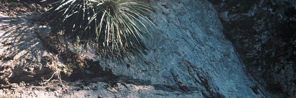 ElijahWolfMusic Profile Banner