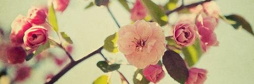 __svtln___'s profile banner image