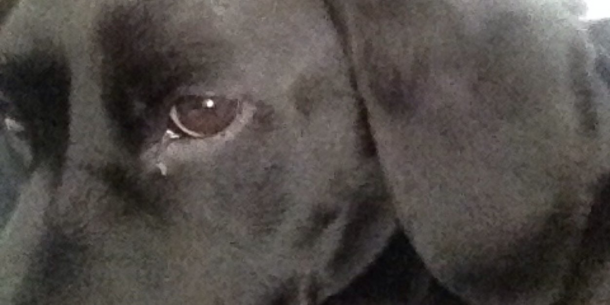 FearonLiz's profile banner image