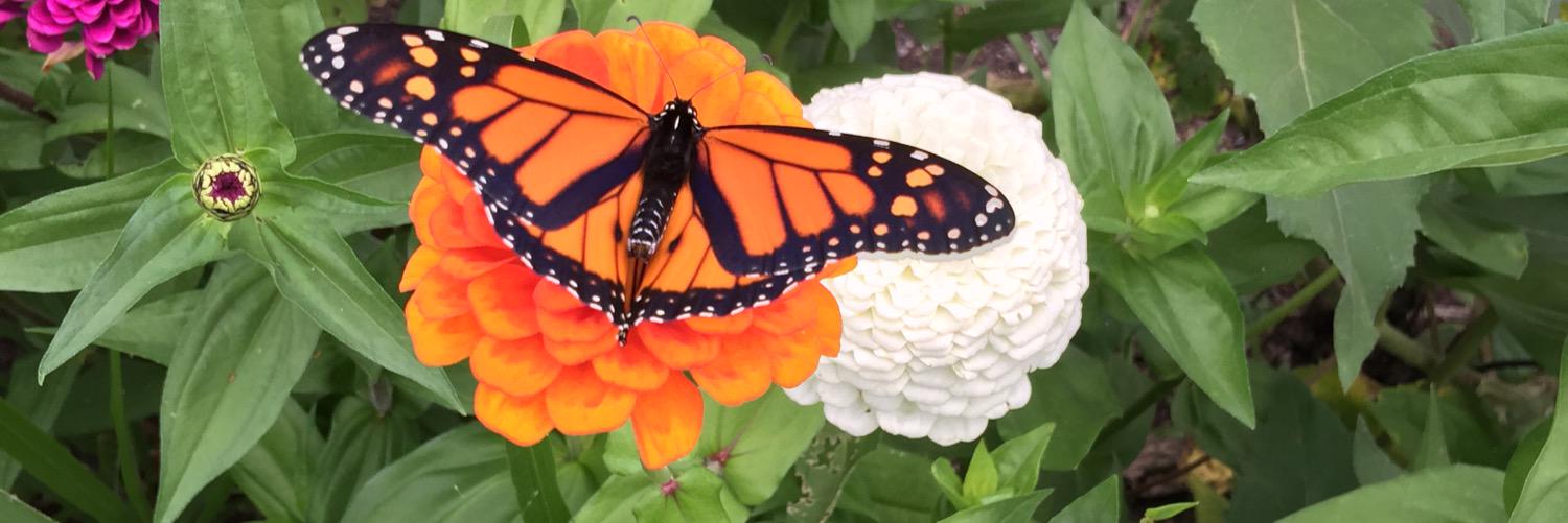 Jared Gregory Ali banner