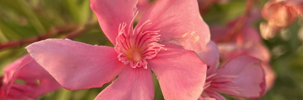 hudaabdullah_88's profile banner image