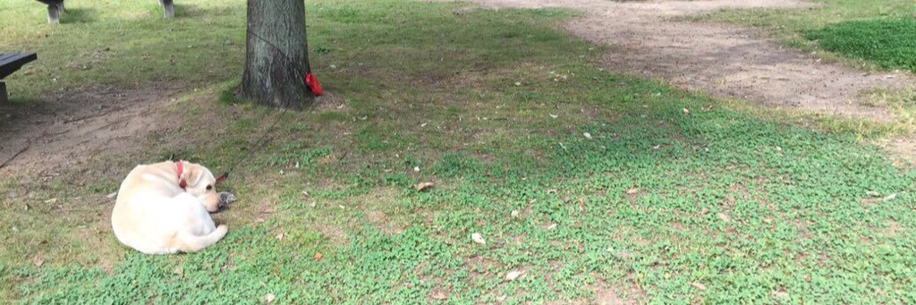 しんやひろゆき@ゆうれいはダイエット中(岩崎書店)発売中！ banner