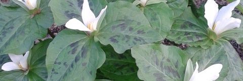 Andrew Radley banner