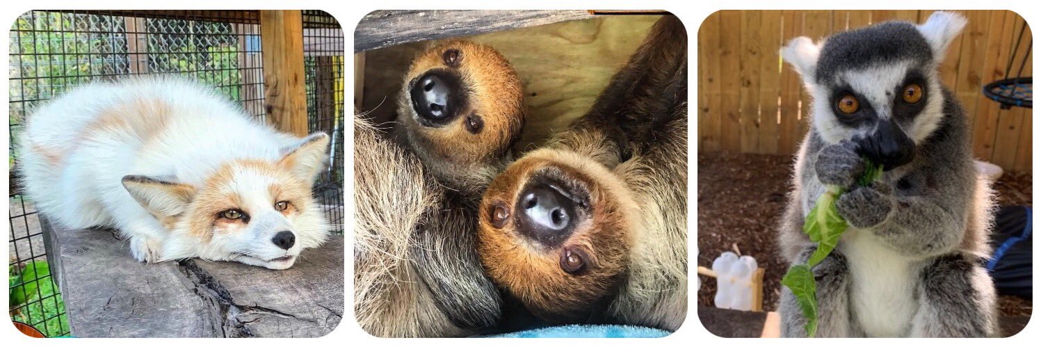 AmazingAnimalsi's profile banner image