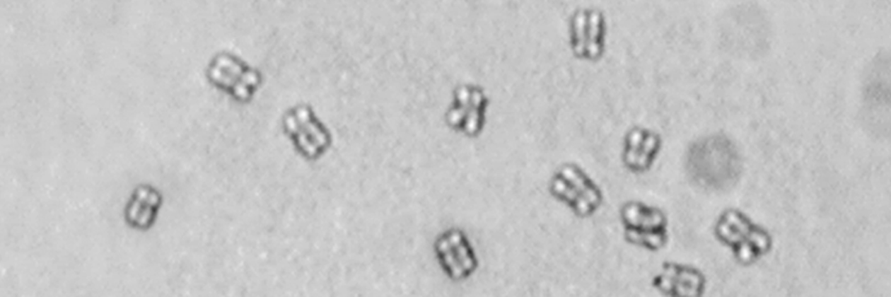 Ed Himelblau (he, him) banner