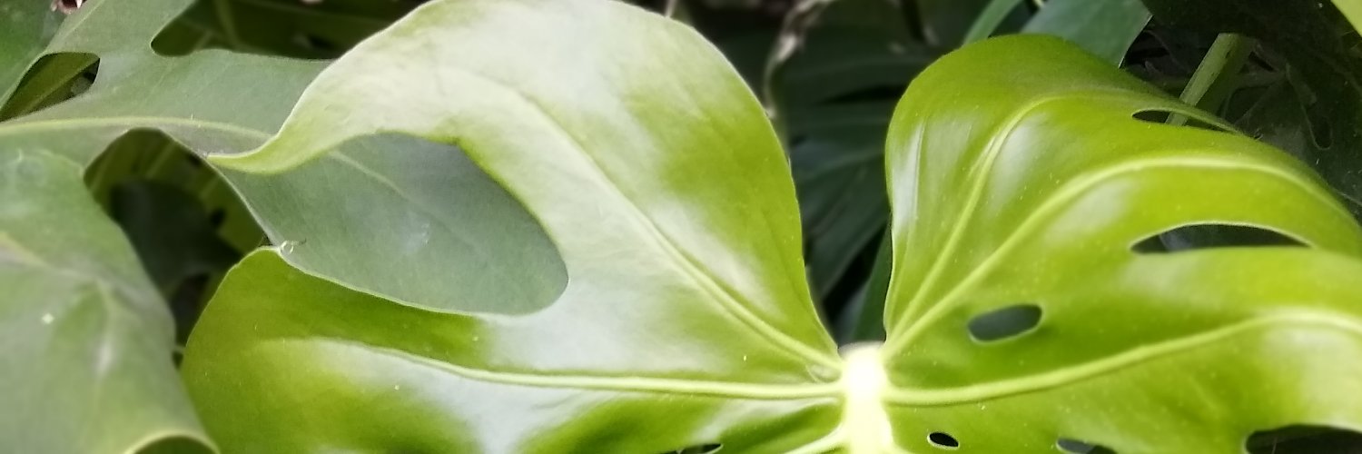 carogiollo27's profile banner image