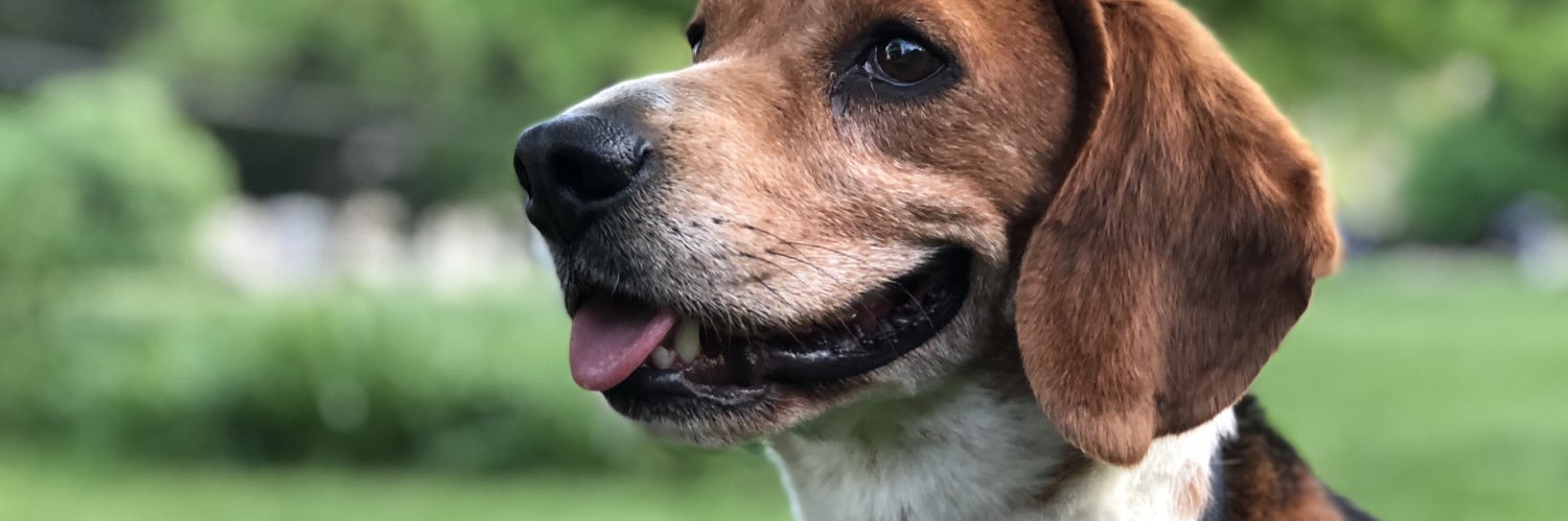 lh_specht's profile banner image
