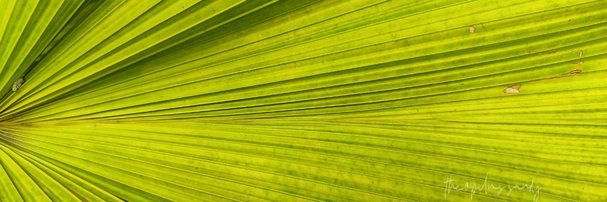 theopils's profile banner image