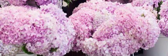Tara_C87's profile banner image