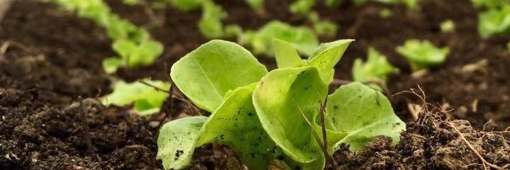 Appalachian Sustainable Development - ASD banner