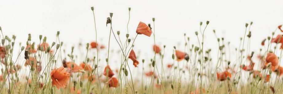 Lucy_Beth3's profile banner image