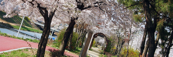 Elsa Ringvall banner