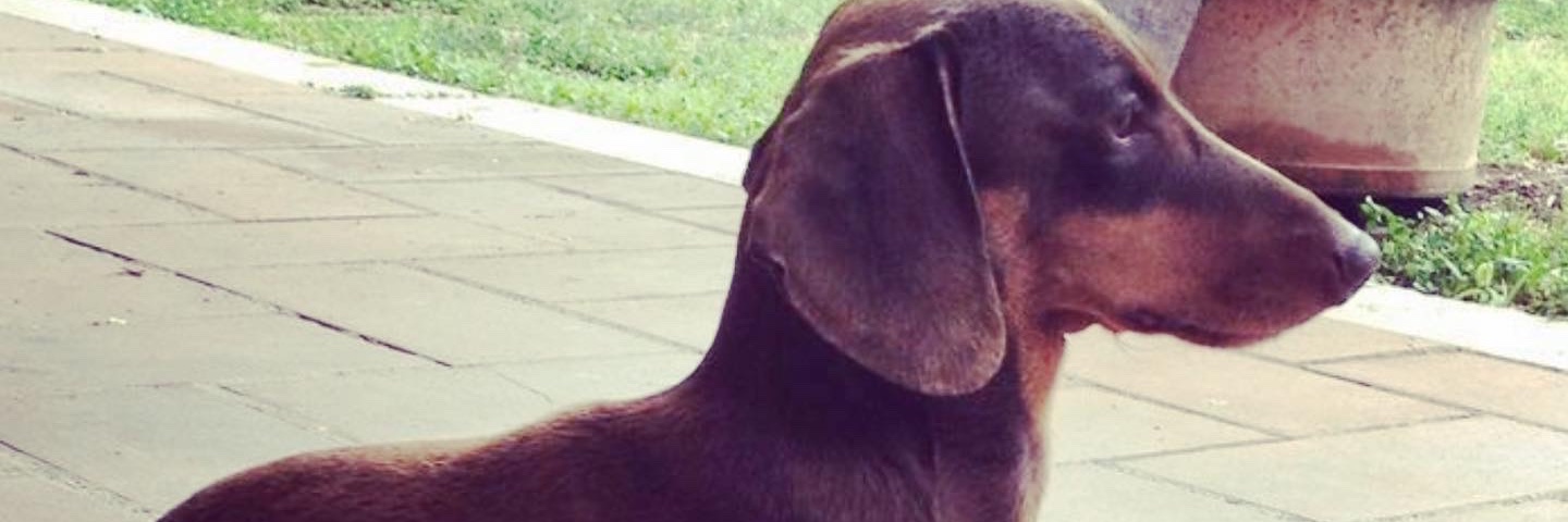 andrea narciso p. banner