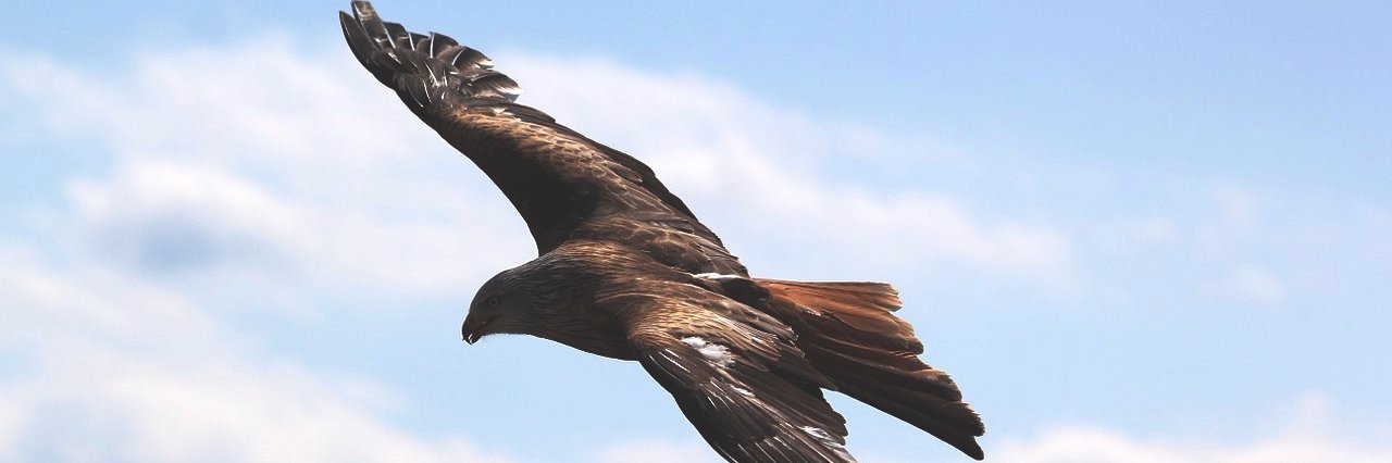 鷹 師範@シーラカンス・アフィリエイター banner