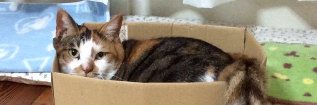 🇫🇷kamomin⚓️ banner