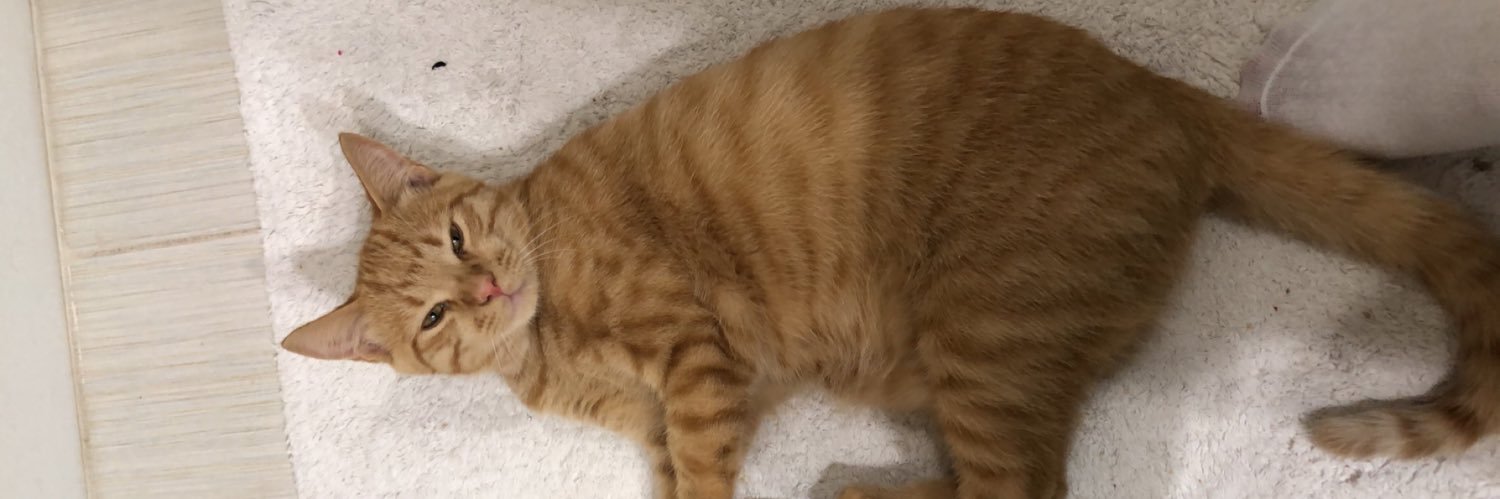 knockout_kitten's profile banner image