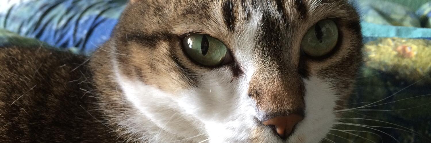 marionik's profile banner image