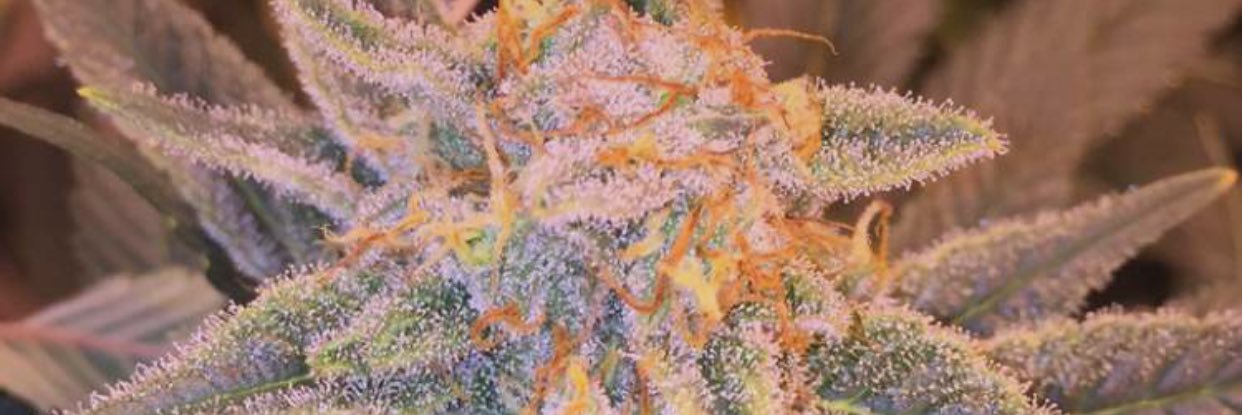 White_boy305's profile banner image