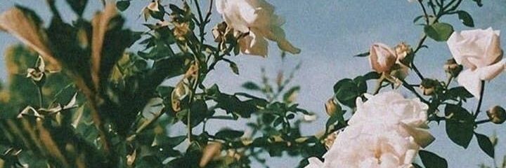 Vankarakachian's profile banner image