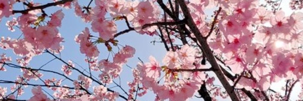 pink_gaco's profile banner image