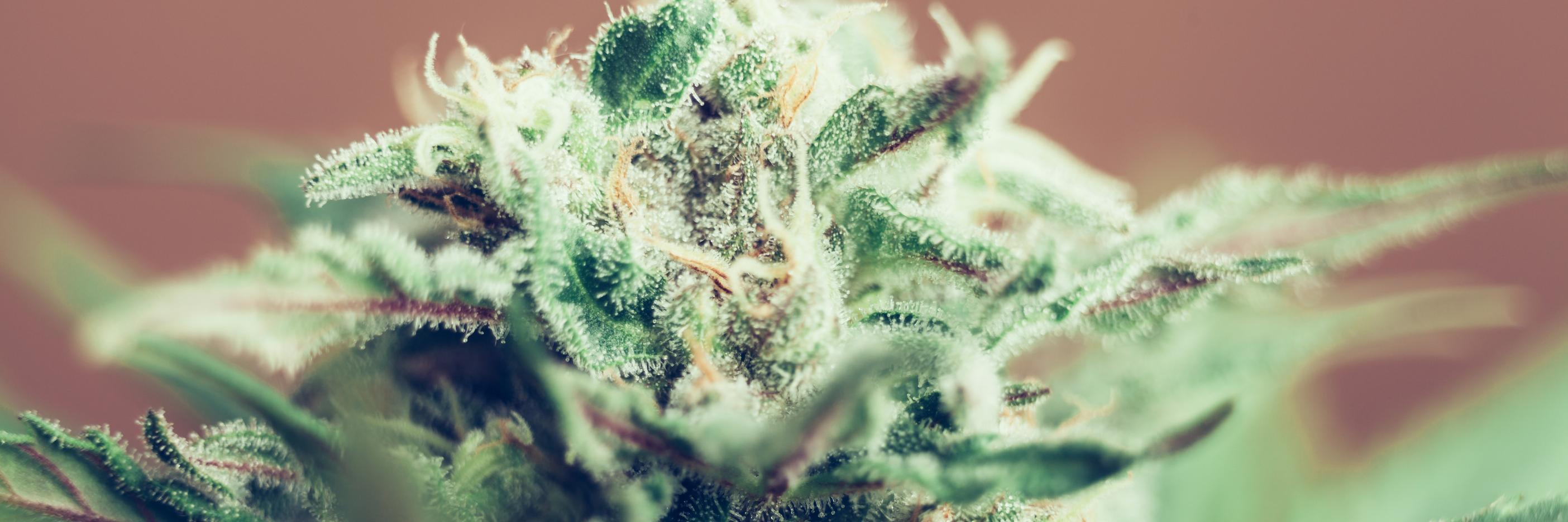 CannaIndustry's profile banner image