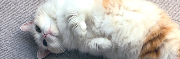 jamz381's profile banner image