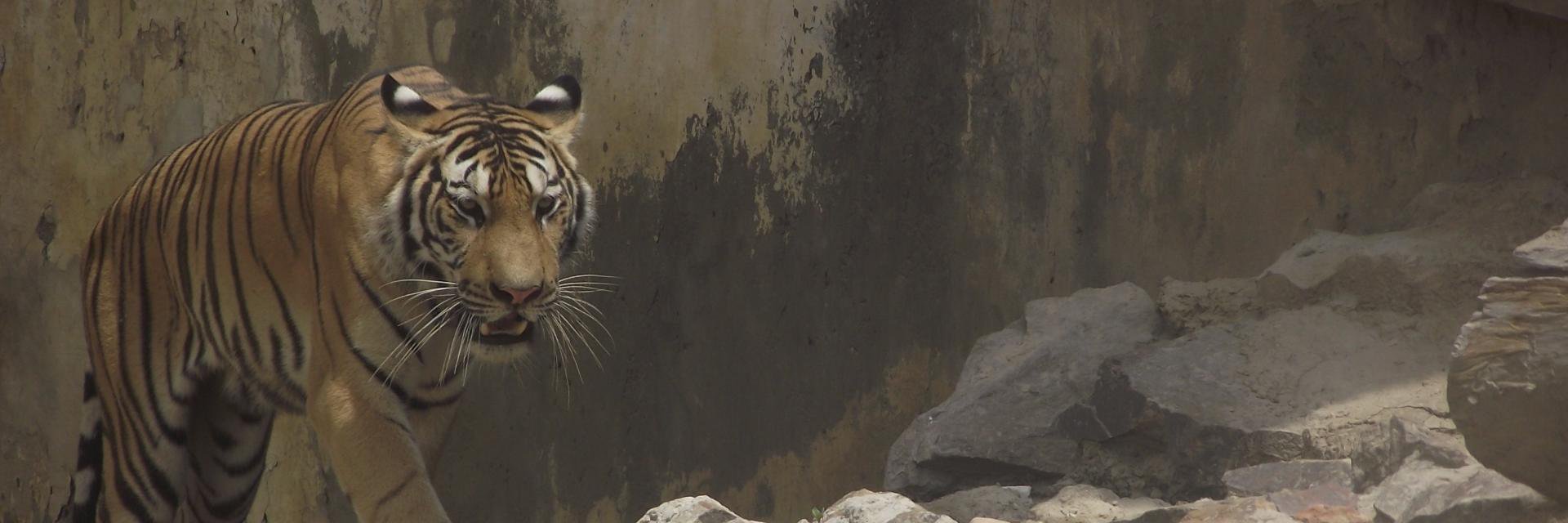 IqraIpr's profile banner image