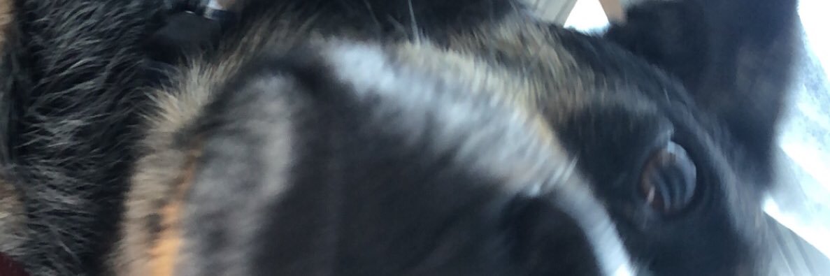 amberelzer's profile banner image