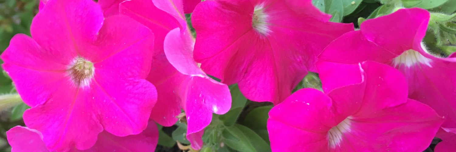refriedbeeny's profile banner image