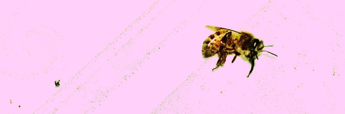 ce___xvr's profile banner image