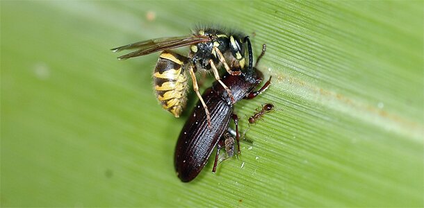 MisterWasp's profile banner image