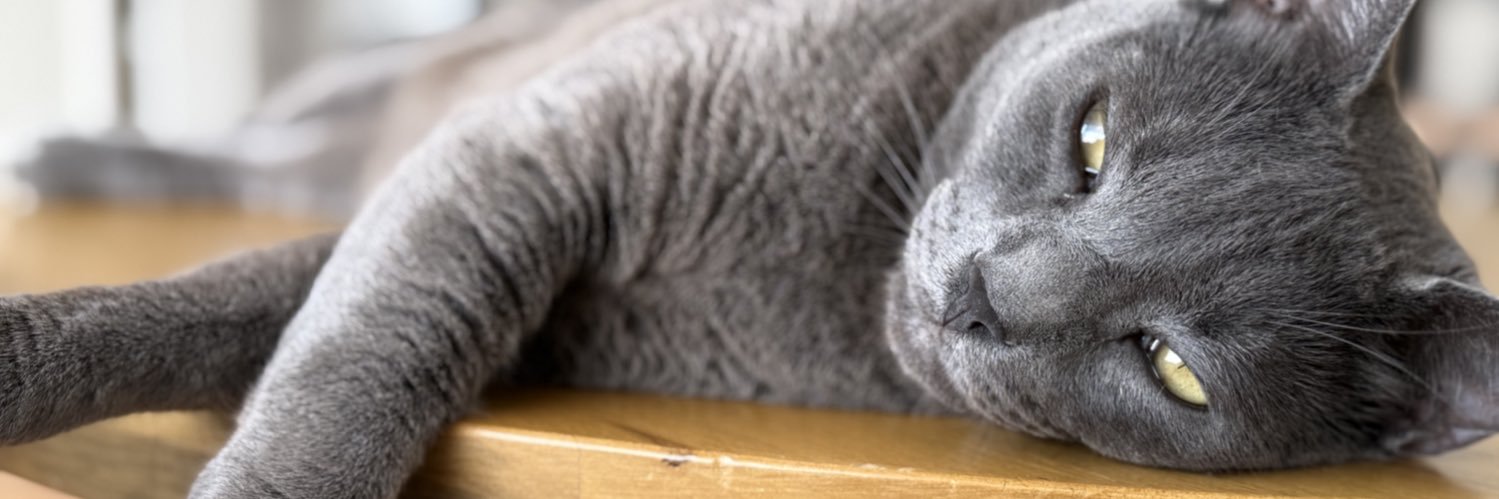 𝕭𝖊𝖑𝖙𝖗𝖚 banner