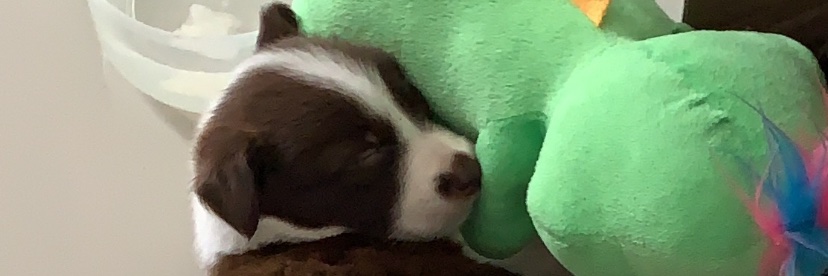 CarlosPicoP's profile banner image