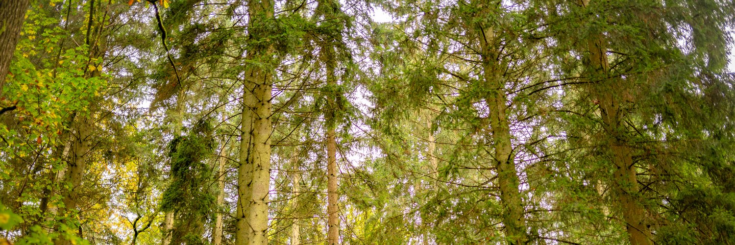 Gilang Mentari Hamidy ❌ banner