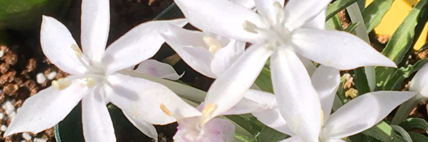 紫珠　i╹◡╹)ξ banner