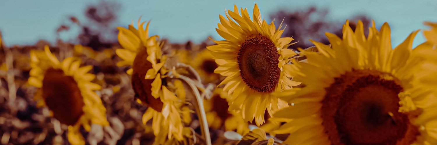 kulins_'s profile banner image