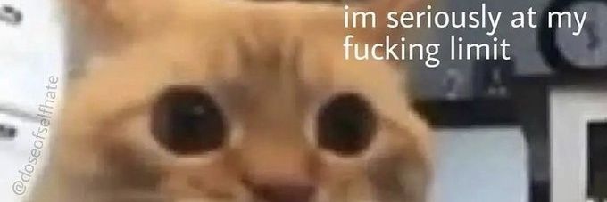 Stray neko🐈 banner