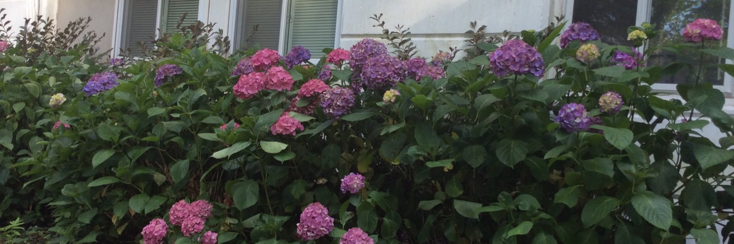 bonitalea's profile banner image