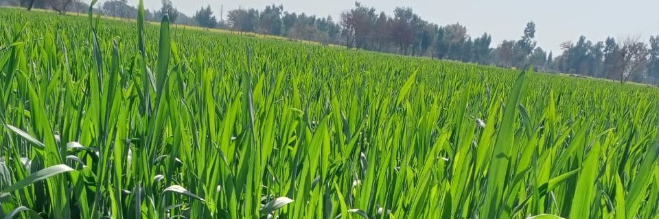 1faragha's profile banner image