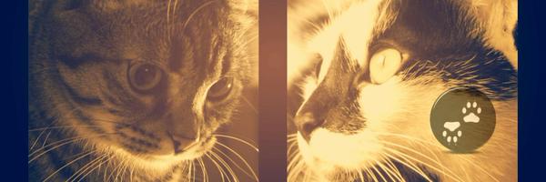 Crispi66 Profile Banner