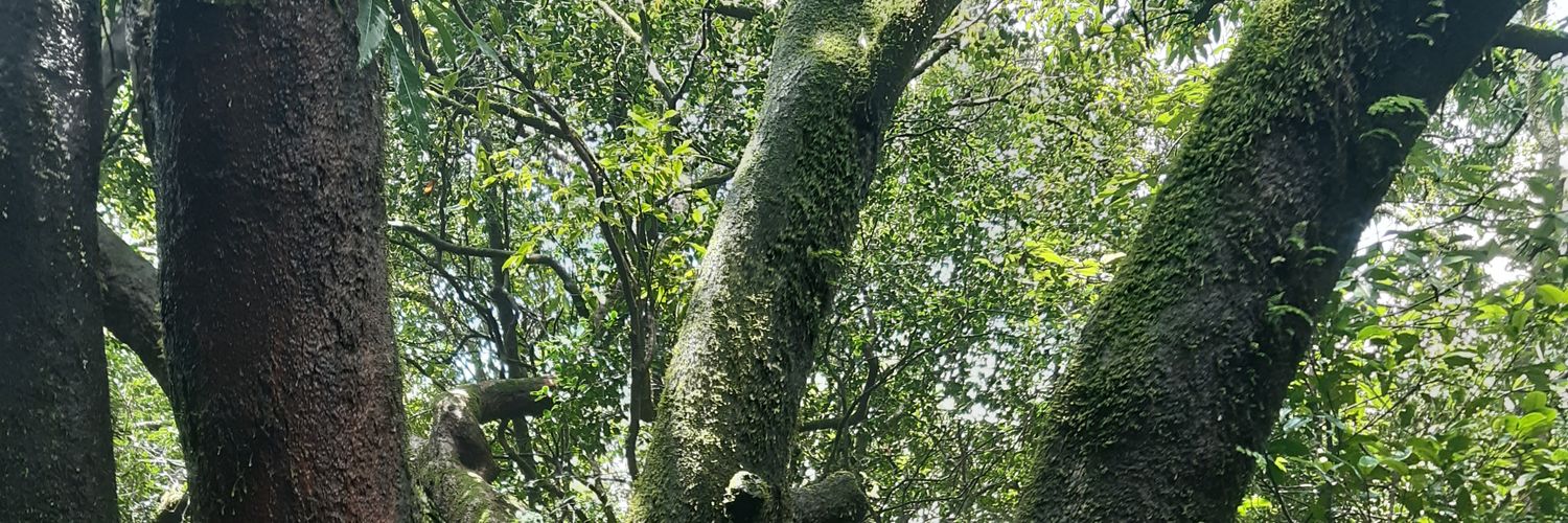 चंदन राय banner