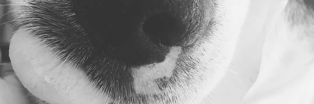 buholiveira's profile banner image