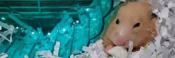 chan_abe118's profile banner image