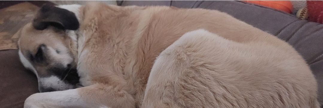 Pipapokker's profile banner image